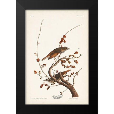 Pl. 58 Hermit Thrush Black Modern Wood Framed Art Print by Audubon, John James