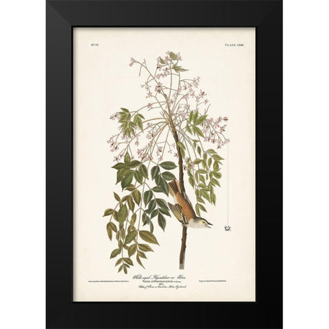 Pl. 63 White-eyed Flycatcher Black Modern Wood Framed Art Print by Audubon, John James