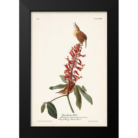 Pl. 78 Great Carolina Wren Black Modern Wood Framed Art Print by Audubon, John James