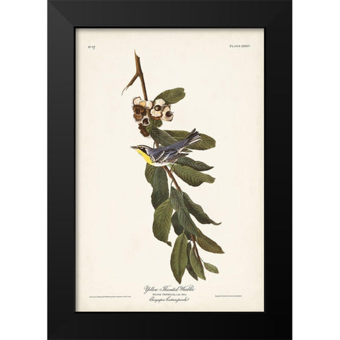 Pl. 85 Yellow-throated Warbler Black Modern Wood Framed Art Print by Audubon, John James