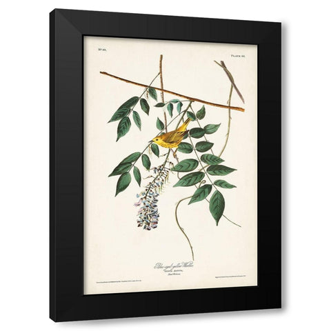 Pl. 95 Blue-eyed Yellow Warbler Black Modern Wood Framed Art Print with Double Matting by Audubon, John James