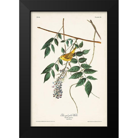 Pl. 95 Blue-eyed Yellow Warbler Black Modern Wood Framed Art Print by Audubon, John James