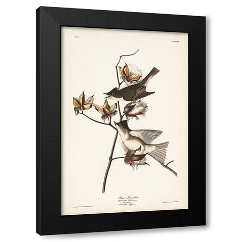 Pl. 120 Pewit Flycatcher Black Modern Wood Framed Art Print with Double Matting by Audubon, John James