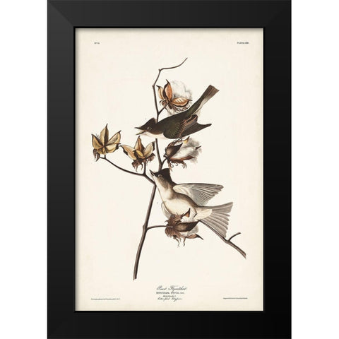 Pl. 120 Pewit Flycatcher Black Modern Wood Framed Art Print by Audubon, John James