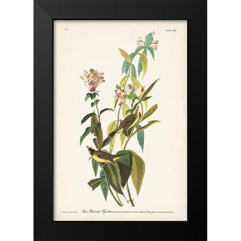 Pl. 124 Green Black-capt Flycatcher Black Modern Wood Framed Art Print by Audubon, John James