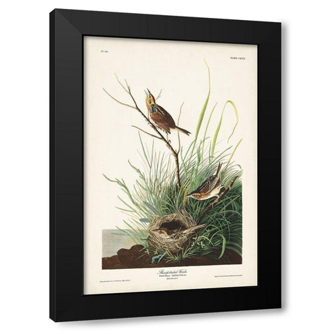 Pl. 149 Sharp-tailed Finch Black Modern Wood Framed Art Print with Double Matting by Audubon, John James