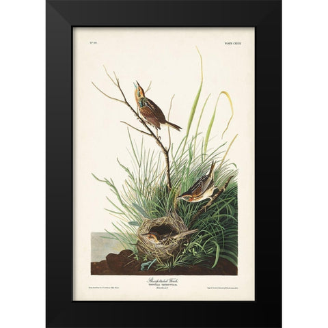 Pl. 149 Sharp-tailed Finch Black Modern Wood Framed Art Print by Audubon, John James