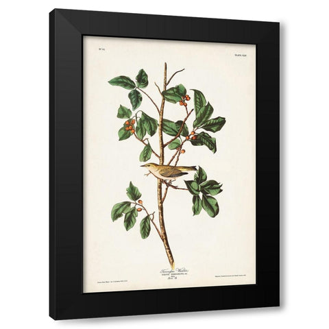 Pl. 154 Tennessee Warbler Black Modern Wood Framed Art Print with Double Matting by Audubon, John James