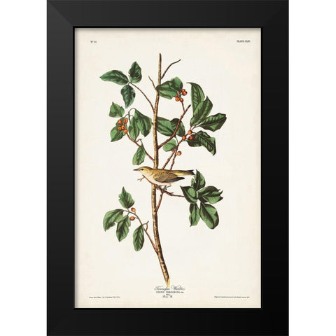 Pl. 154 Tennessee Warbler Black Modern Wood Framed Art Print by Audubon, John James