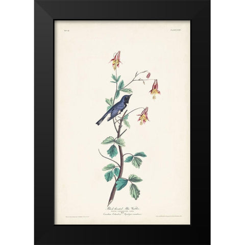 Pl. 155 Black-throated Blue Warbler Black Modern Wood Framed Art Print by Audubon, John James