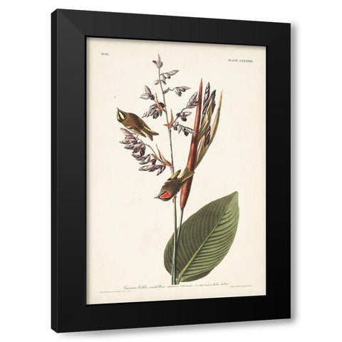 Pl. 183 American Golden-crested Wren Black Modern Wood Framed Art Print by Audubon, John James