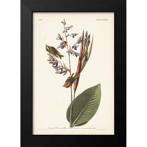 Pl. 183 American Golden-crested Wren Black Modern Wood Framed Art Print by Audubon, John James