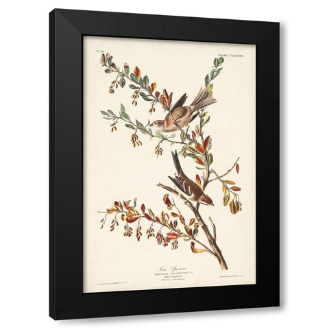 Pl. 188 Tree Sparrow Black Modern Wood Framed Art Print with Double Matting by Audubon, John James