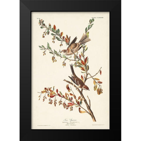 Pl. 188 Tree Sparrow Black Modern Wood Framed Art Print by Audubon, John James