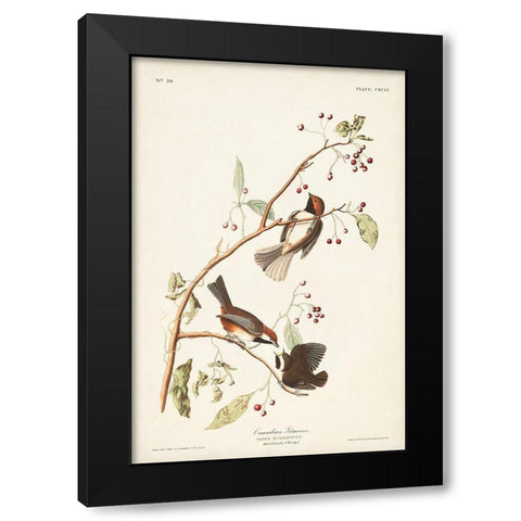 Pl. 194 Canadian Titmouse Black Modern Wood Framed Art Print by Audubon, John James