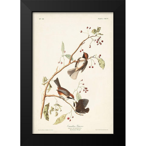 Pl. 194 Canadian Titmouse Black Modern Wood Framed Art Print by Audubon, John James