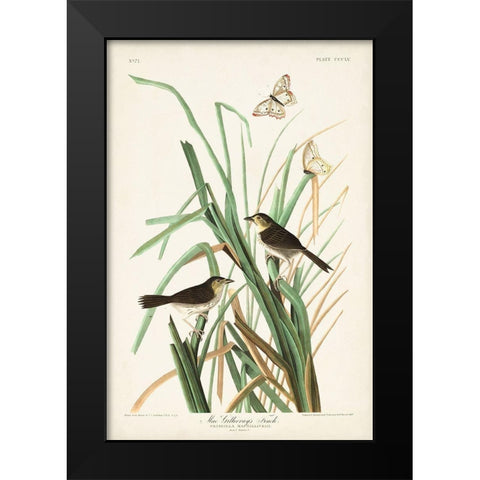 Pl. 355 Mac Gillivrays Finch Black Modern Wood Framed Art Print by Audubon, John James