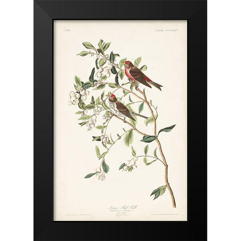 Pl. 375 Lesser Red Poll Black Modern Wood Framed Art Print by Audubon, John James