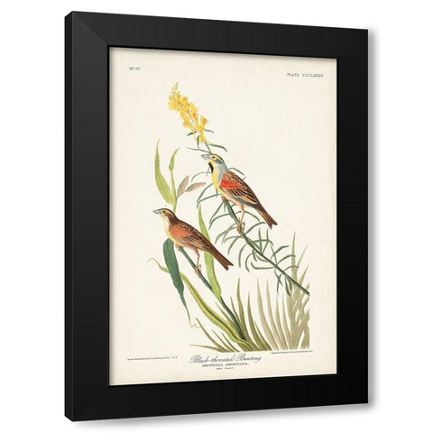 Pl. 384 Black-throated Bunting Black Modern Wood Framed Art Print with Double Matting by Audubon, John James