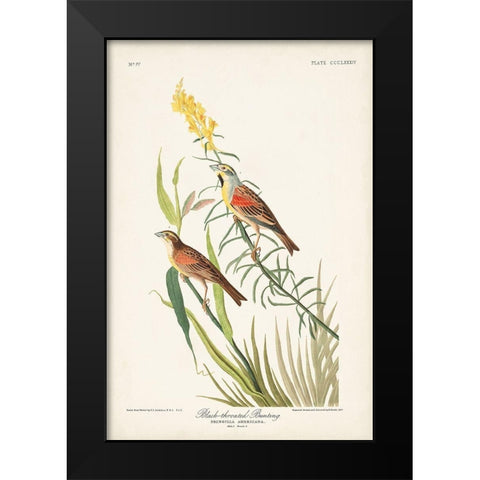 Pl. 384 Black-throated Bunting Black Modern Wood Framed Art Print by Audubon, John James