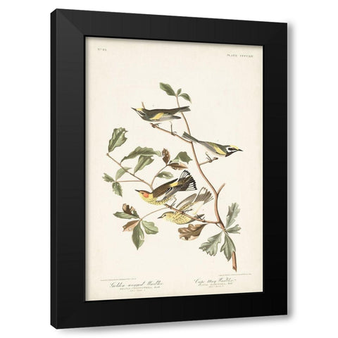 Pl. 414 Golden-winged Warbler Black Modern Wood Framed Art Print with Double Matting by Audubon, John James