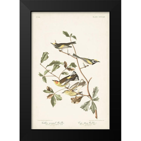 Pl. 414 Golden-winged Warbler Black Modern Wood Framed Art Print by Audubon, John James
