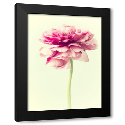 Lush Botanical I Black Modern Wood Framed Art Print by Stalus, Judy