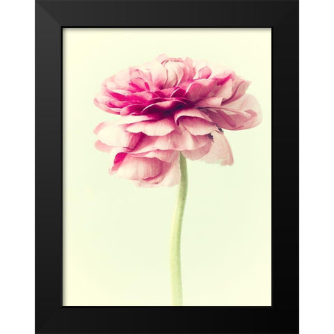 Lush Botanical I Black Modern Wood Framed Art Print by Stalus, Judy