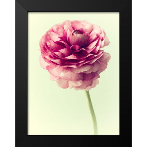 Lush Botanical II Black Modern Wood Framed Art Print by Stalus, Judy
