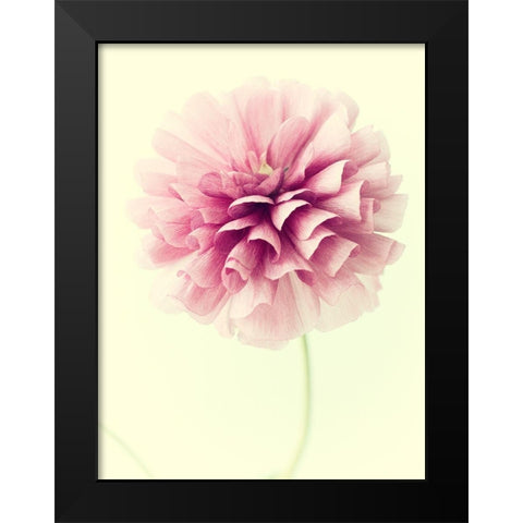 Lush Botanical III Black Modern Wood Framed Art Print by Stalus, Judy