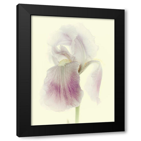 Flowers Aglow I Black Modern Wood Framed Art Print by Stalus, Judy