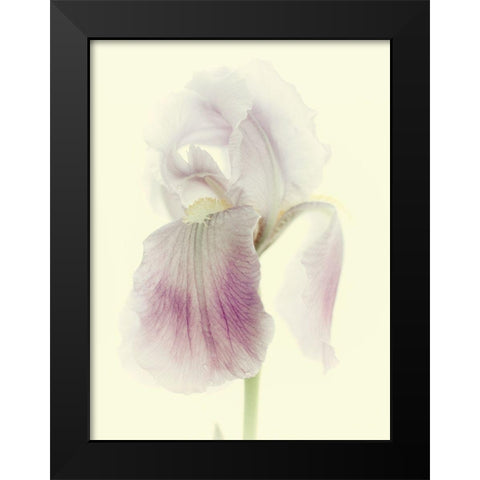 Flowers Aglow I Black Modern Wood Framed Art Print by Stalus, Judy