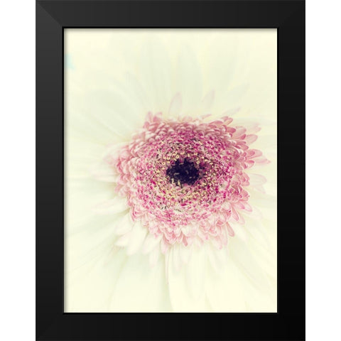 Flowers Aglow II Black Modern Wood Framed Art Print by Stalus, Judy