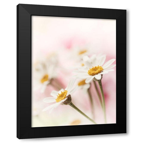 Flowers Aglow III Black Modern Wood Framed Art Print by Stalus, Judy