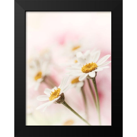 Flowers Aglow III Black Modern Wood Framed Art Print by Stalus, Judy