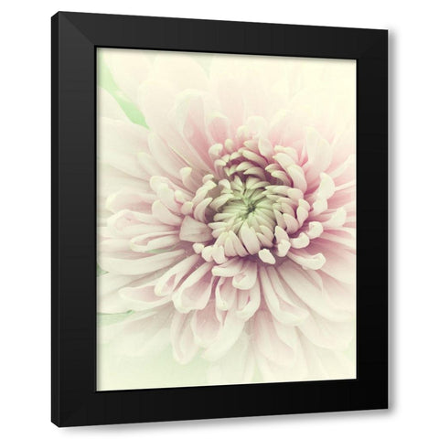 Flowers Aglow IV Black Modern Wood Framed Art Print by Stalus, Judy