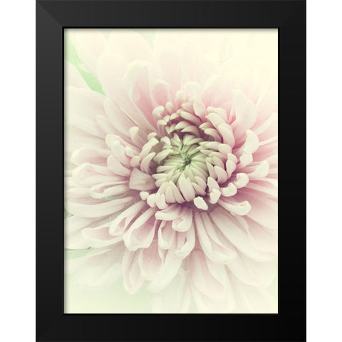Flowers Aglow IV Black Modern Wood Framed Art Print by Stalus, Judy