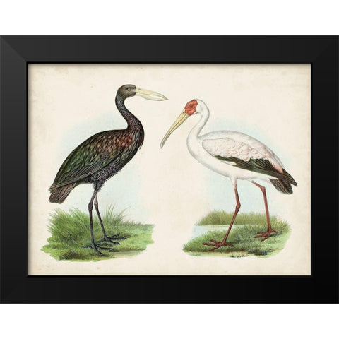 Antique Waterbirds I Black Modern Wood Framed Art Print by Unknown