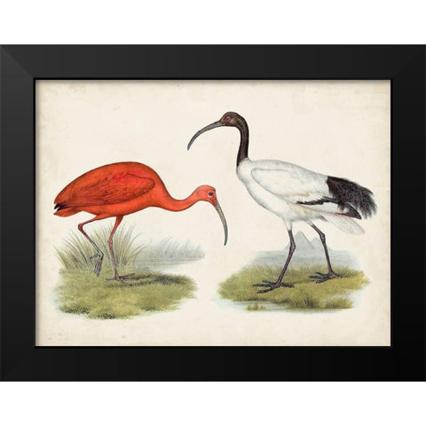 Antique Waterbirds II Black Modern Wood Framed Art Print by Unknown