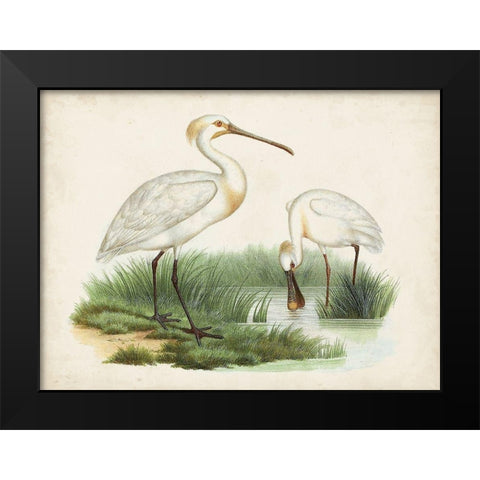 Antique Waterbirds III Black Modern Wood Framed Art Print by Unknown