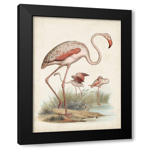 Antique Waterbirds IV Black Modern Wood Framed Art Print with Double Matting by Unknown