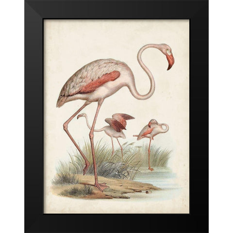 Antique Waterbirds IV Black Modern Wood Framed Art Print by Unknown