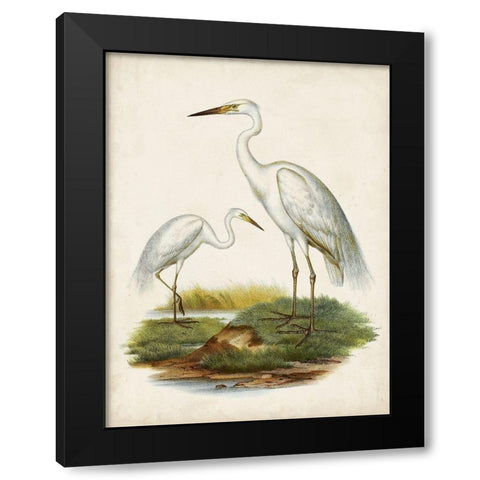Antique Waterbirds V Black Modern Wood Framed Art Print with Double Matting by Unknown