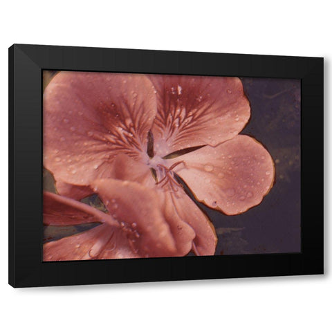 Garden Geraniums I Black Modern Wood Framed Art Print by Green, Jacob
