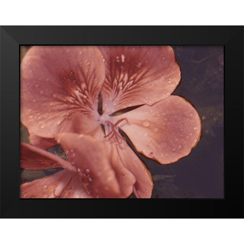 Garden Geraniums I Black Modern Wood Framed Art Print by Green, Jacob