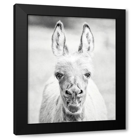 Donkey Portrait IV Black Modern Wood Framed Art Print by PHBurchett