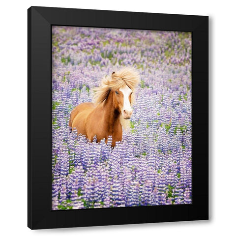 Horse in Lavender I Black Modern Wood Framed Art Print with Double Matting by PHBurchett