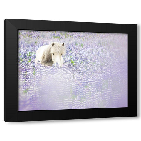 Horse in Lavender II Black Modern Wood Framed Art Print with Double Matting by PHBurchett