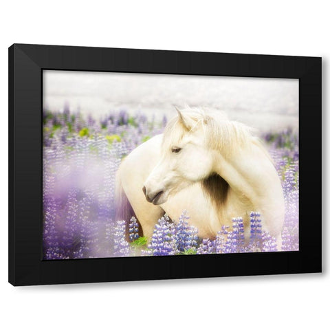 Horse in Lavender III Black Modern Wood Framed Art Print with Double Matting by PHBurchett