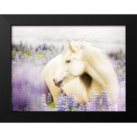 Horse in Lavender III Black Modern Wood Framed Art Print by PHBurchett